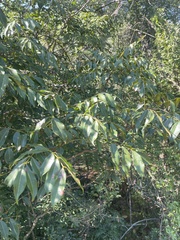 Zanthoxylum leprieurii