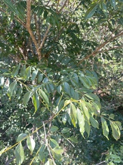 Zanthoxylum leprieurii