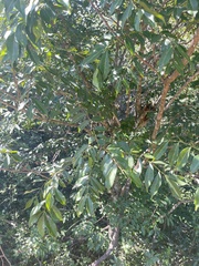 Zanthoxylum leprieurii