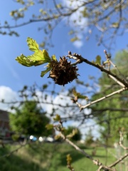 Andricus foecundatrix