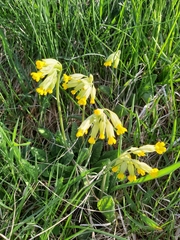 Primula veris