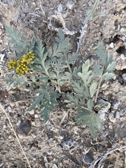 Cymopterus purpureus