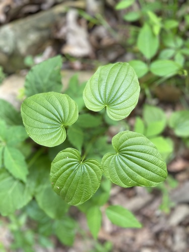 fourleaf yam (Dioscorea quaternata)