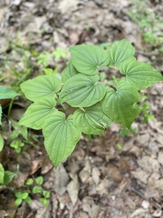 Dioscorea quaternata