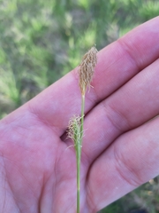 Carex michelii