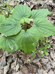 Dioscorea quaternata