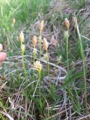 Carex michelii