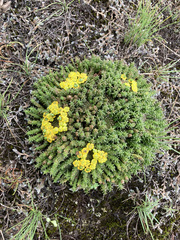 Euphorbia flanaganii
