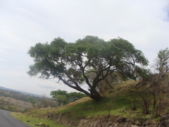 Eysenhardtia polystachya