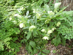 Helleborus viridis