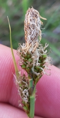 Carex caryophyllea