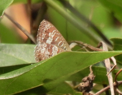 Arhopala birmana
