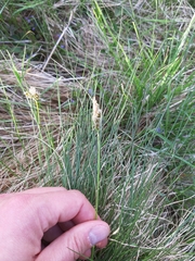Carex caryophyllea