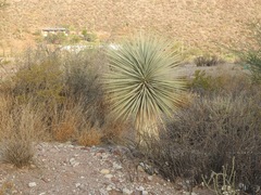 Yucca rigida