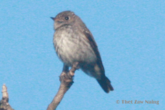 Muscicapa sibirica