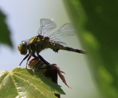 Arigomphus villosipes