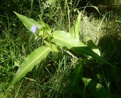 Commelina erecta erecta