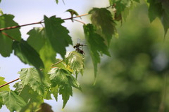Arigomphus villosipes