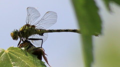 Arigomphus villosipes