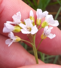 Cardamine pratensis