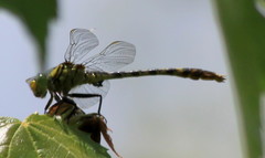 Arigomphus villosipes