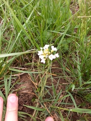 Cardamine pratensis