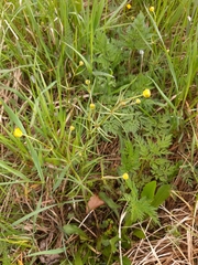 Ranunculus auricomus