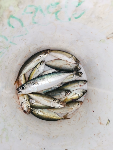 Island mackerel (Rastrelliger faughni) — Scombridae