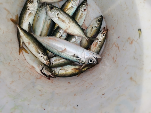 Island mackerel (Rastrelliger faughni) — Scombridae — 5