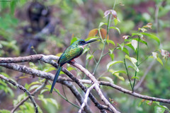 Galbula ruficauda ruficauda