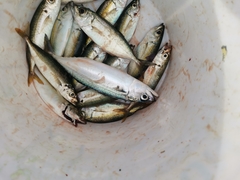 Rastrelliger faughni