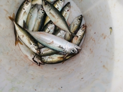 Rastrelliger faughni