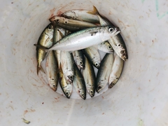 Rastrelliger faughni