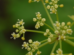 Heracleum grande