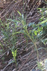 Koenigia alpina