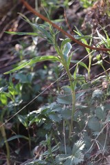 Koenigia alpina