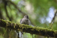 Certhidea