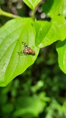 Chetostoma curvinerve