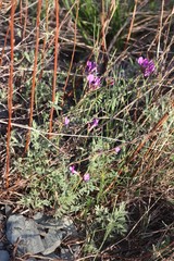 Astragalus ceratoides