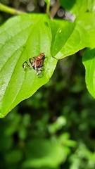 Chetostoma curvinerve