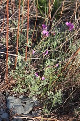 Astragalus ceratoides