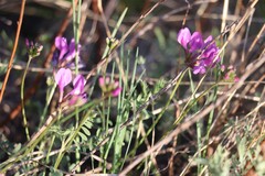 Astragalus ceratoides
