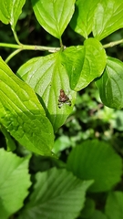 Chetostoma curvinerve