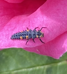 Coccinella septempunctata