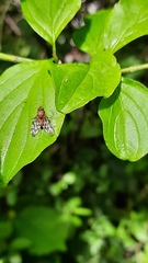 Chetostoma curvinerve