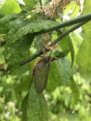 Ephemera vulgata