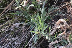 Psephellus sibiricus