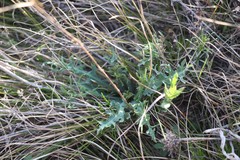 Psephellus sibiricus