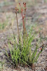 Tulbaghia alliacea