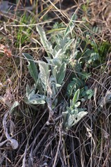 Psephellus sibiricus